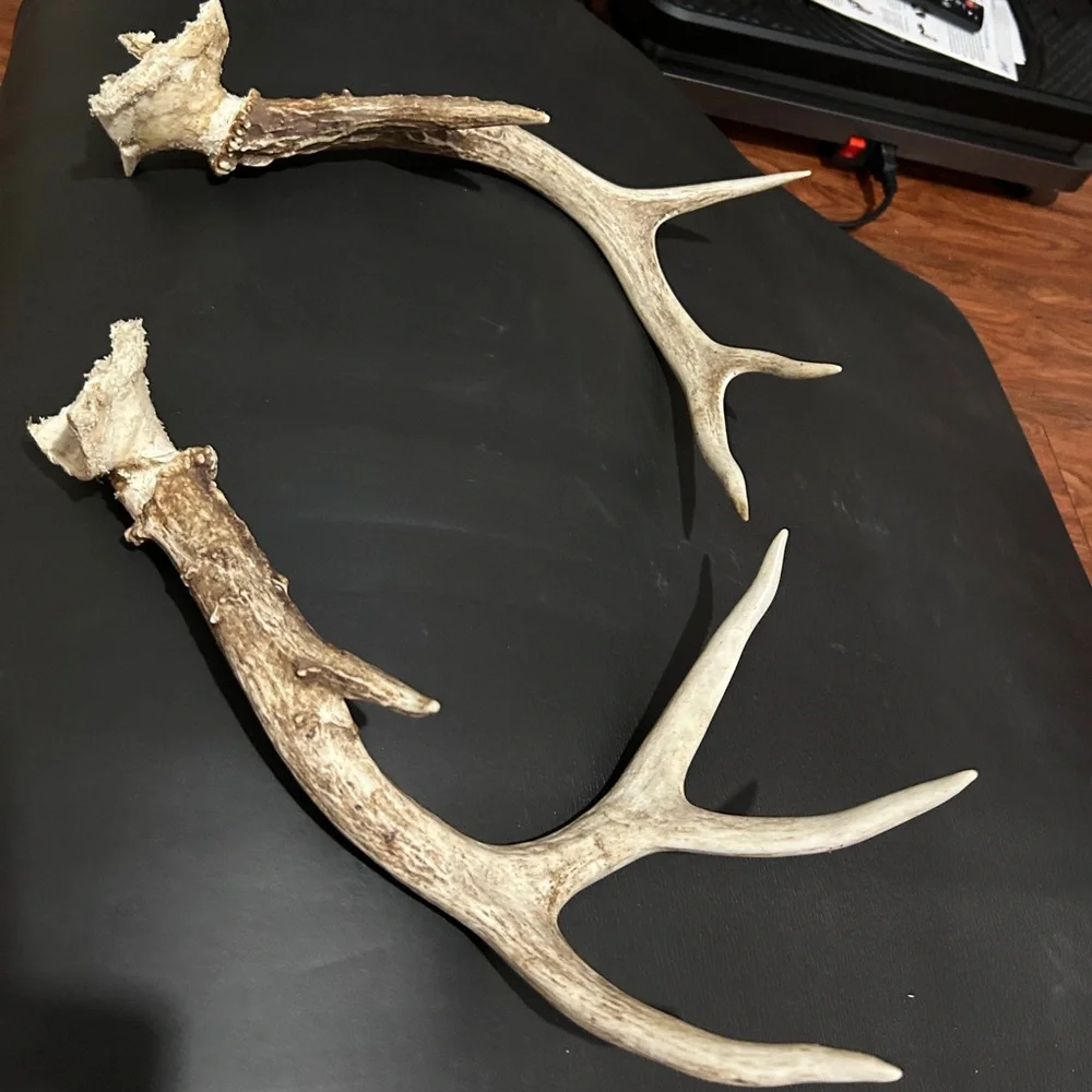 Whitetail Deer Antlers From East Texas. Great For Rattling! 1 Pound 4.7 Ounces